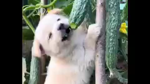 Cute Funny doggo moments