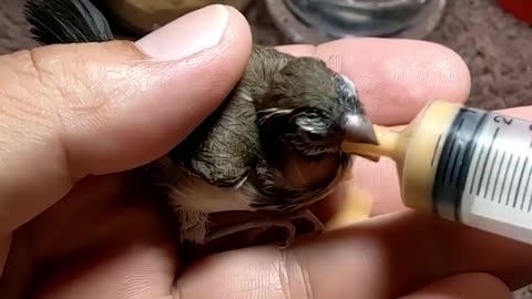 Birds Transformation | Baby Bird Egg to A Birds