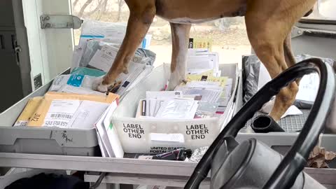 Boxer Barges Into Mail Truck