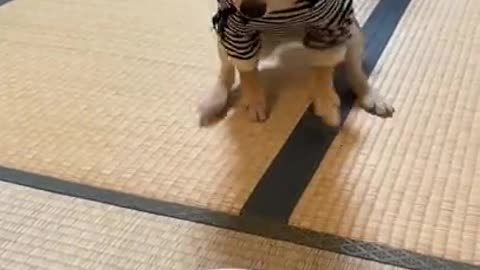 happy doggy dancing for dinner