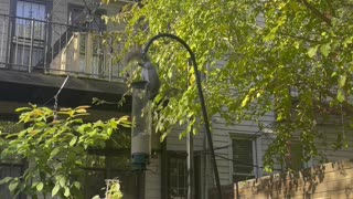 Squirrel Proof Bird Feeder Sends Squirrels Flying