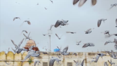 Lovely 🥰 pigeon gang Flying videos