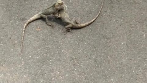 Two Lizards Fight in the Street and Refuse to Let Go of One Another