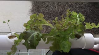 Hydroponics Crop