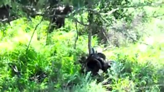 Brave Gorilla Attack Big Python To Save Monkey - Discovery Wild Animals
