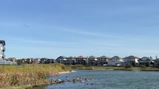 #shorts #Geese ‘trailblazer’ in the sky, #goose #flock #birds #canadagoose #canadageese