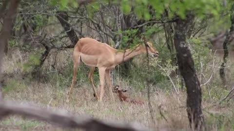 Newborn Impala Tries to Stand