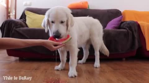 Dog eats watermelon in 1 minute | Golden Retriever Bailey