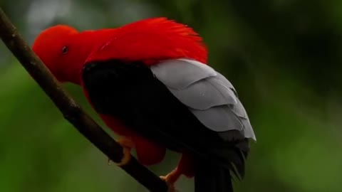 look how beautiful this bird is