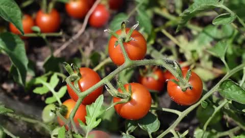 The tomatoes are ripe