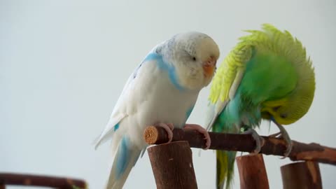 5 Ways To Tell If Birds Love Each Other