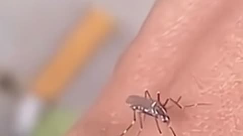 Mosquito can’t get it in 😂