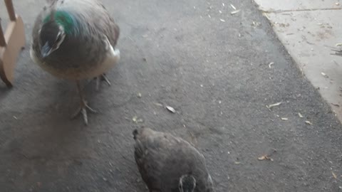 White Peacock Pullet and Family Visit for Breakfast