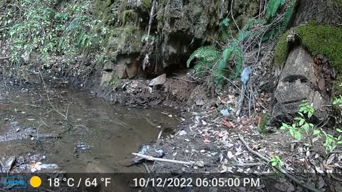 Baby Possum Getting a Early Start