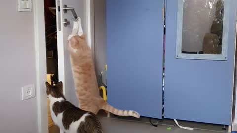 Escape Artist Cats