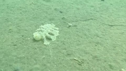 strange sea creature