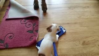 Puppy scateboarding on mop