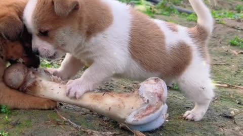 Two little dogs fighting for bones to eat