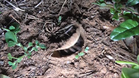 Trapdoor Spider Desperate For Flying Food