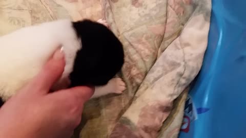 puppy first itchy spot