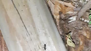 Educational Ant Observing