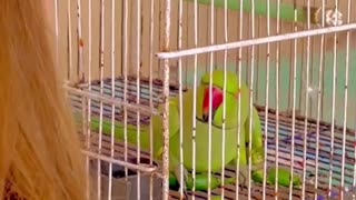 Husband Cheating his wife 🦜