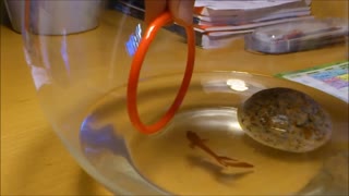 Siamese Fighting Fish Jumps Out Of Water To Go Through A Hoop
