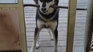 Husky Tries To Bring Large Branch Inside, Hilariously Fails