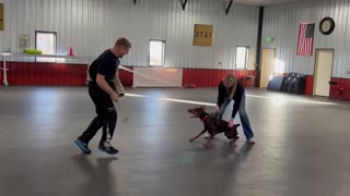 DOBERMAN TRAINING #part5 | #doberman #anonathedoberman #bitework #dogtraining #fighter