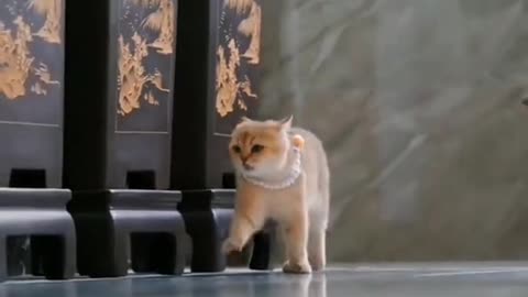 Funny Animal | and that, ladies and gentlemen, is why it's called a catwalk 😂