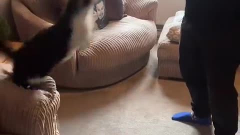 Cute Kitty Loves Jumping On His Dad