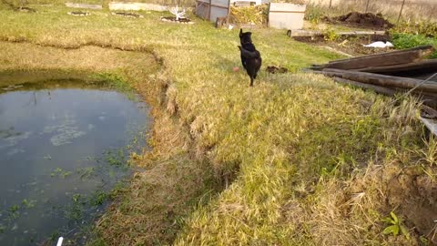 A dog plays near a pool of clothe water, playing with a doll