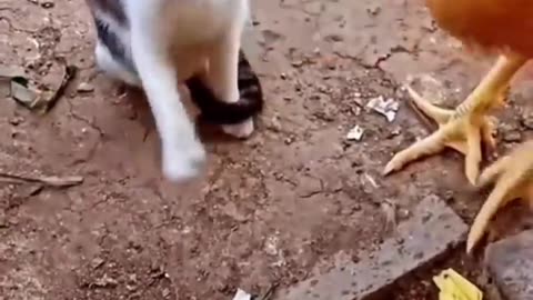 Cats vs Chicken! Funniest