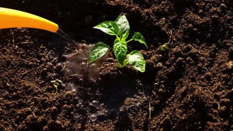 🌱 How To Grow Fruits And Veggies 🥝🍍🍊 Smart Gardening Hacks | 5 Minutes Craft