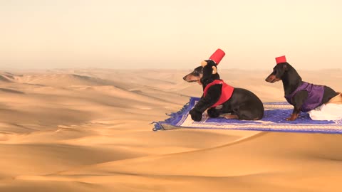 Crusoe and the Magic Lamp - (Cute & Funny Wiener Dog as Aladdin!)