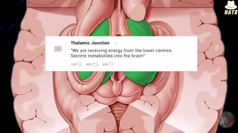 THE PINEAL GLAND IS A NEUROENDOCRINE TRANSDUCER