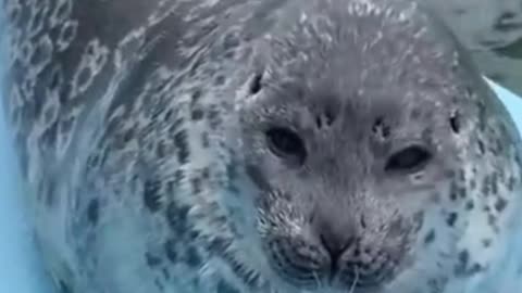 Seal Plays Peekaboo!