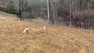 Lambs Frolicking Into The Weekend 💜