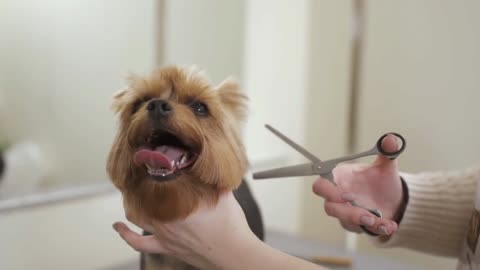 Lovely puppy and scissors