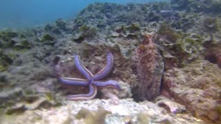 OCTOPUS PUNCHES FISH