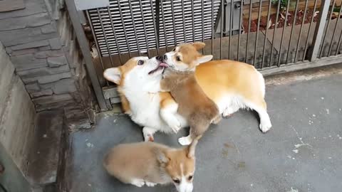 Puppies adorably attack Zeus the Corgi