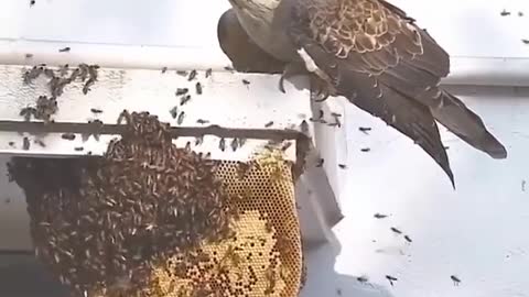 Honey buzzard hunts Honey 🍯 bee nest