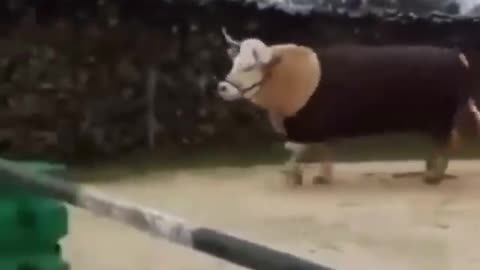 Just A Cow With Big Dreams #shorts #shortvideo #video #virals #videoviral