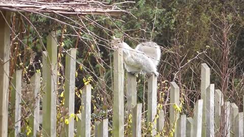 Squirrel Grey Squirrel Running Fence Animal Grey