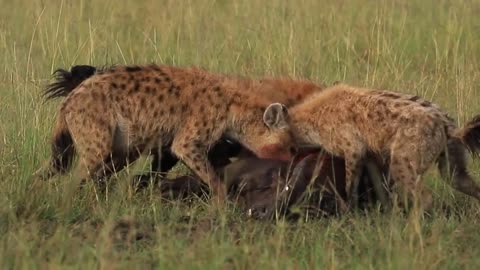 (part-2)Tiger 🐅🐯 Fight In Forest With Other Animal