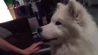 Samoyed puppy tastes coffee, gives hilarious reaction