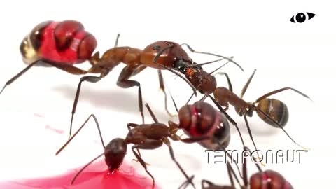 Ants Drinking Red Liquid Candy Timelapse