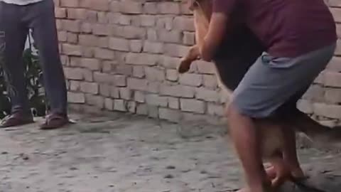 Aggressive GSD attacked this person 🤬 #shorts #germanshepherd #aggressive #attack #angry #angrydog
