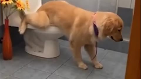 good dog 💖💖pee in the toilet🤫🤫🤫