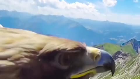 The golden eagle is considered the best of the eagles